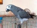 African grey parrot for a loving family