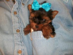 Toy Tiny Teacup Yorkshire Terrier Puppies For Sale