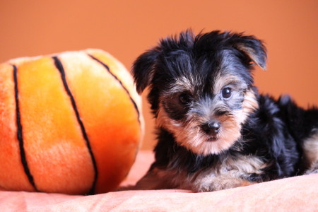 melisavegas@ymail.com  Adorable Male And Female Yorkie Puppies Ready For A New Home for free adoptio