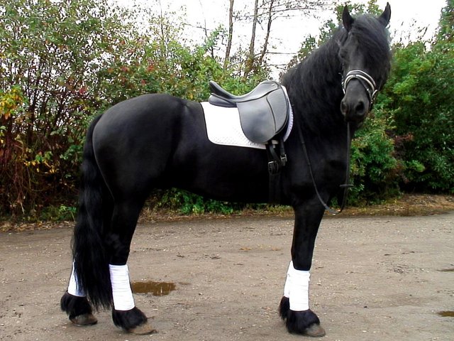 Black Frisian Horse for sale
