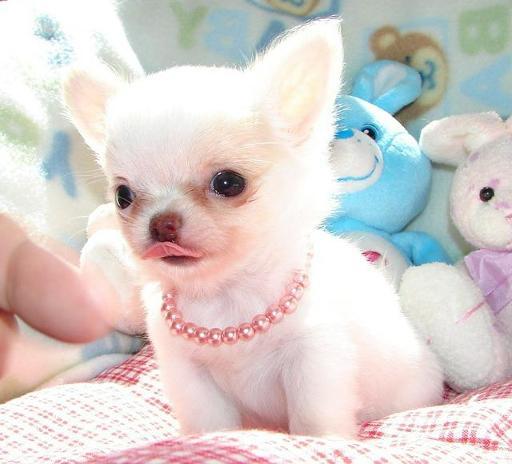 Male and Female Chihuahua Puppies Available