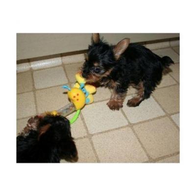 $ 67 Male $67 Female Tea Cup Yorkie Puppies