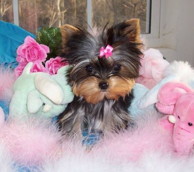 Yorkie Puppies on Male   Female Yorkie Puppies For Adoption