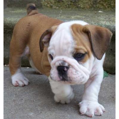 Bulldog Puppies on Pure Breed English Bulldog Puppies For Free Adoption