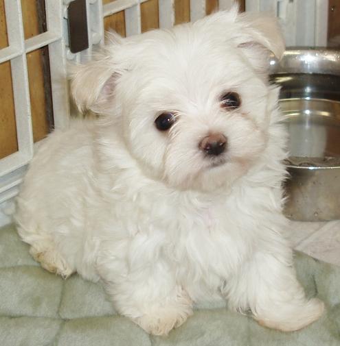 maltese puppies for sale louisiana beautiful maltese puppies ready for sale natchitoches la asnclassifieds maltese puppies for sale louisiana beautiful maltese puppies ready for sale natchitoches la asnclassifieds