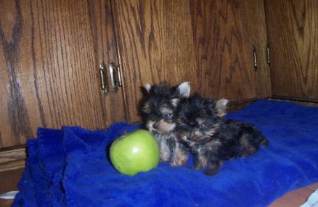 Wow:Healthy Charming, and adorable yorkie puppies Available&quot;&quot;&quot;