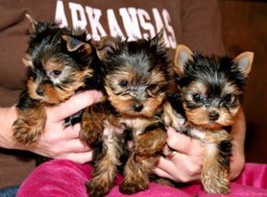 Talanted  teacup yorkie puppies for free adoption