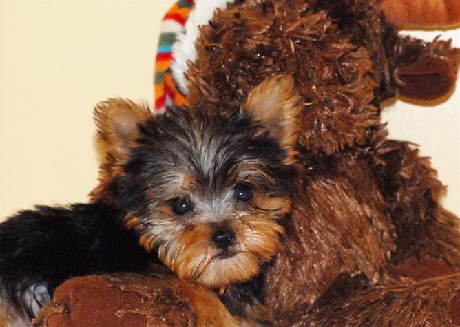 Tea Cup Yorkie Puppies For Free Adoption