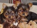 Cute and lovely Teacup Yorkies for new Re-homing