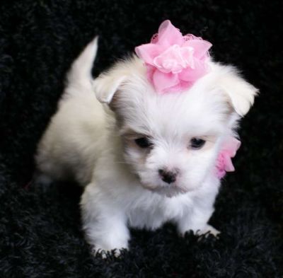 maltese yorkie chihuahua mix teacup chihuahua maltese mix puppies maltese yorkie chihuahua mix teacup chihuahua maltese mix puppies