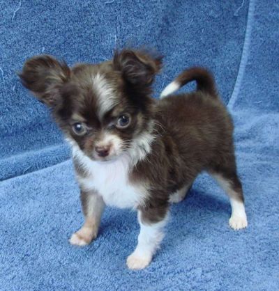 teacup yorkie chihuahua mix for sale teacup chihuahua yorkie mix breeds picture teacup yorkie chihuahua mix for sale teacup chihuahua yorkie mix breeds picture