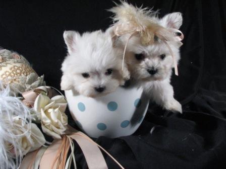 teacup maltese puppies for free. Tea Cup Maltese Puppies For