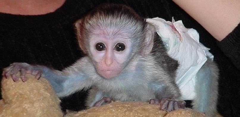 Charming Capuchin Monkey For Adoption.