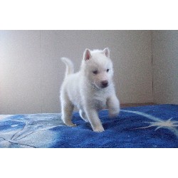Siberian Husky Puppies For Sale/Adoption
