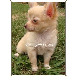 Chihuahua  Puppies For Sale/Adoption