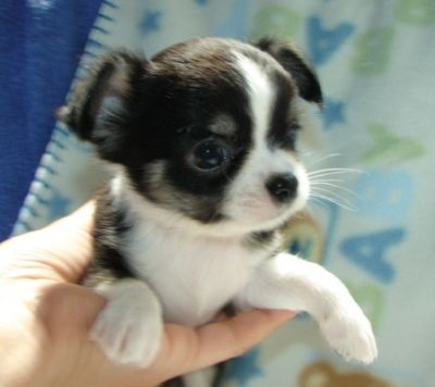 Cute Chihuahua Puppy