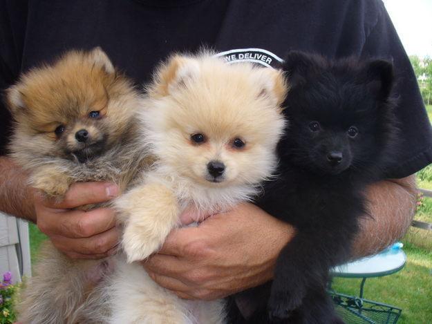 Pomeranian puppies for a