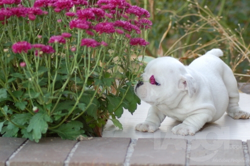 english bulldog puppies