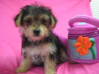 Beautiful, And Adorable Teacup Yorkie Puppies For Adoption
