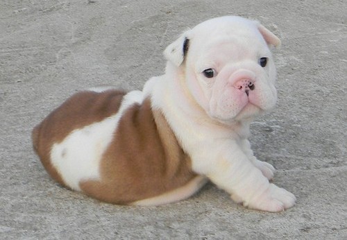 Awesome English Bulldog Puppies For Sale