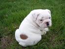 Two Marvelous and Cute English Bulldog puppies for adoption