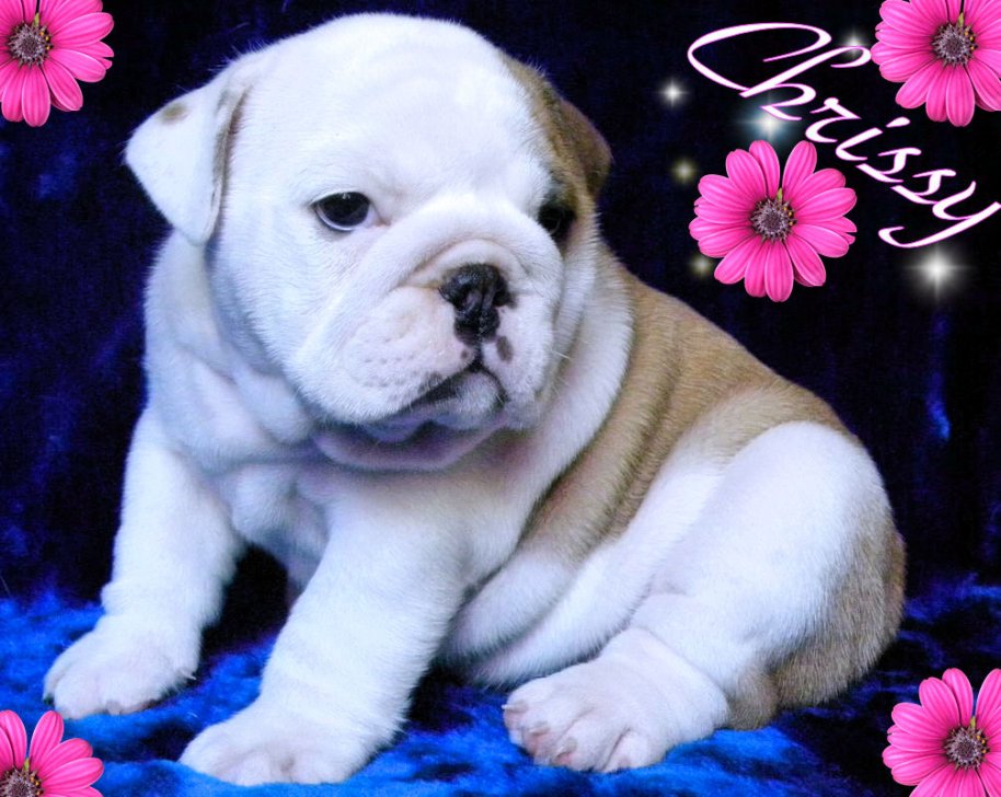 Cute and Adorable English Bulldog Puppies For Adop