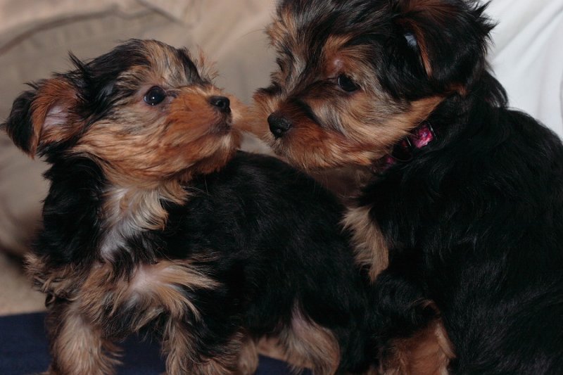 Cute male and female yorkie puppies for free adoption