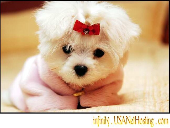 cuddle love me personality maltese puppies for free adoption maltese puppies 648x487