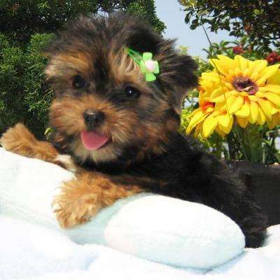 cute pics of yorkies