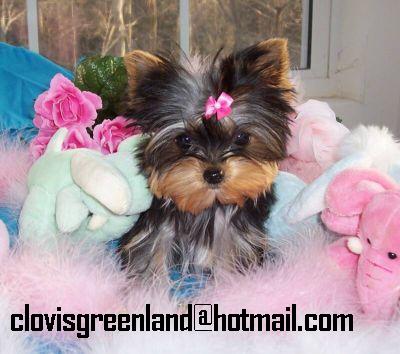 The very best of teacup yorkies for free