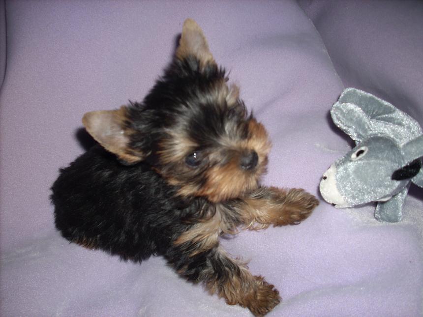 adopt teacup yorkie free teacup yorkie puppies for adoption car interior design adopt teacup yorkie free teacup yorkie puppies for adoption car interior design