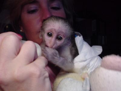 Tamed lovey capuchin monkeys for adoption to good homes