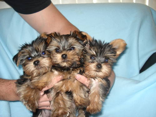 yorkie puppies for free adoption teacup yorkie puppies for free adoption lenexa ks asnclassifieds yorkie puppies for free adoption teacup yorkie puppies for free adoption lenexa ks asnclassifieds