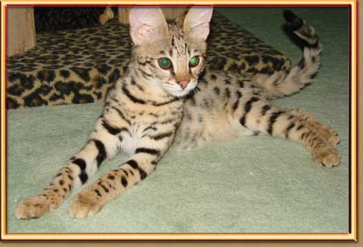HEALTHY  F1 SAVANNAH KITTENS AVAILABLE FOR SALE