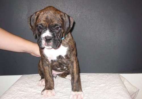 boxer puppies for sale in colorado. Boxer Puppies For Sale