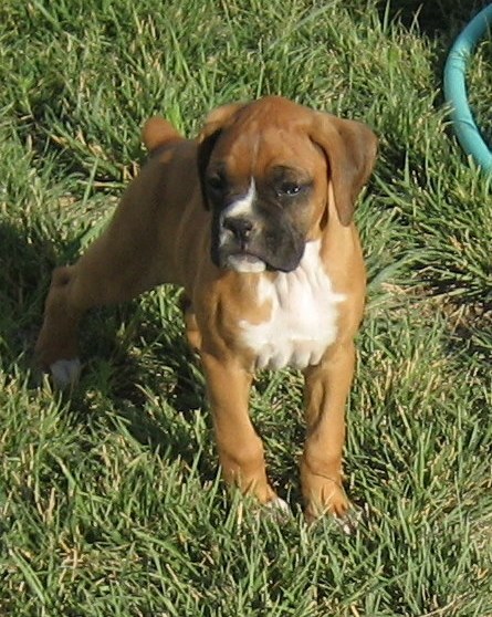 boxers for sale near me puppies boxers for sale near me puppies