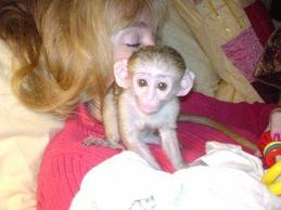 Adorable baby capuchin monkey for adoption(pollianafalic901@yahoo.com)