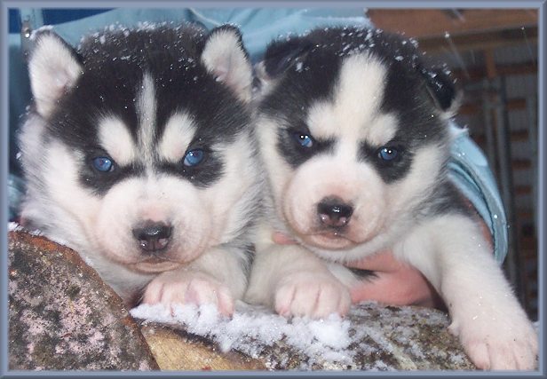 siberian husky puppies pictures. Two Siberian Husky Puppies In