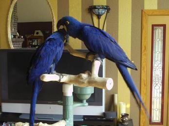 cute hyacinth macaw parrots for sale.