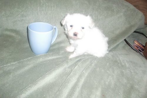 portable teacup maltese puppies for new families.