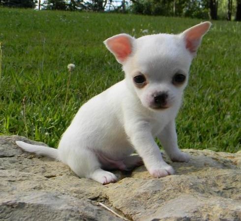 White Chihuahua Puppies For Sale