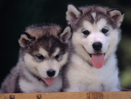 Lancaster Puppies on Sweet And Lovey Alaskan Malamute Puppies For Adoption