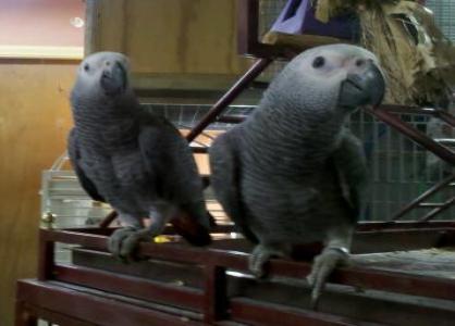 trained african grey parrots for sale