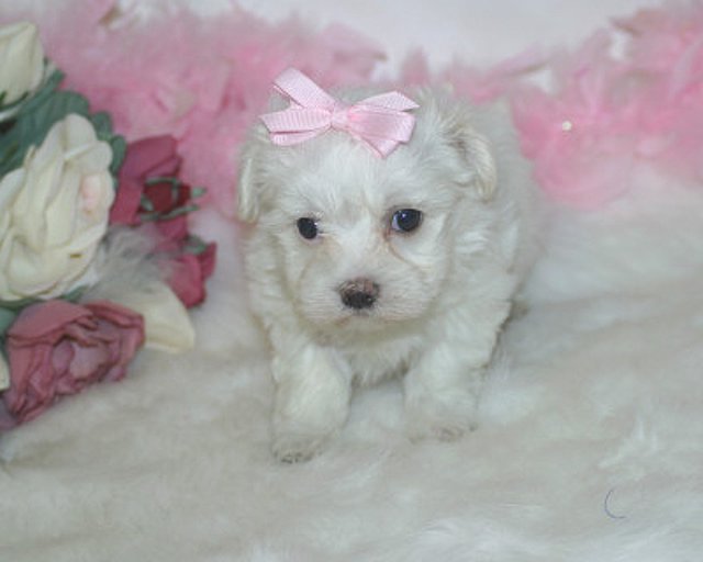 maltese puppies for sale arkansas 301 moved permanently maltese puppies for sale arkansas 301 moved permanently