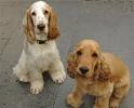 two lovely cocker spaniel puppy available now