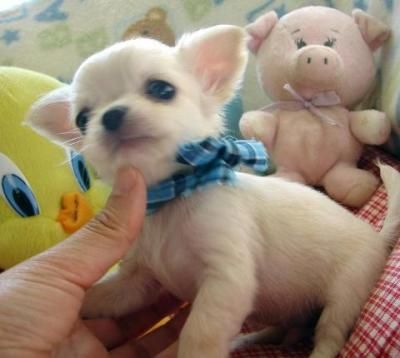   Puppies on Tiny Teacup Chihuahua Puppies  Special Price