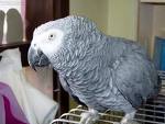 home trained african gray parrots for adoption