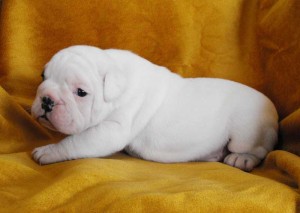 english bulldog puppies for free adoption