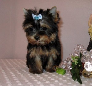 Excellent And Well Yorkshire Terrier Puppies For Adoption.