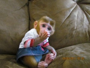 Rhesus Macaque Baby 8 Weeks Old Avaliable Now!